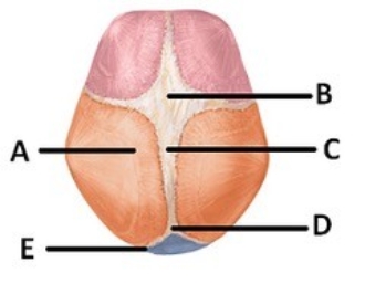 -The figure illustrates bones, fontanels, and sutures on the fetal skull. What does B represent?