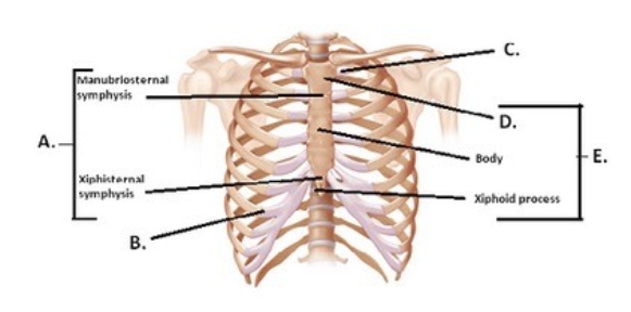 -The figure illustrates the joints and bones of the rib cage. What does C represent?