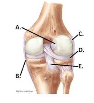 -The figure illustrates a posterior view of the right knee joint. What does B represent?