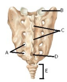 -The figure illustrates the sacrum. What structure does E represent?