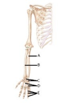 -The figure illustrates bones of the right upper limb. What does A represent?
