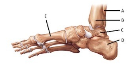 -The figure illustrates a medial view of bones of the right foot. What does C represent?