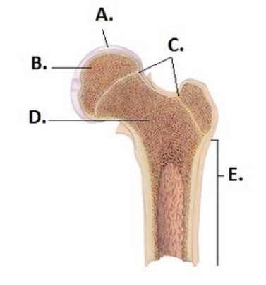   -What does structure C represent on the bone diagram?