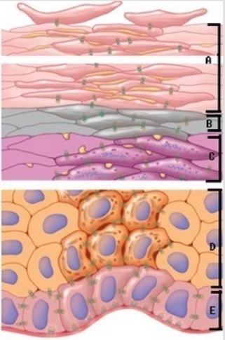   -The figure illustrates the layers of the epidermis. Which layer of the epidermis is B?