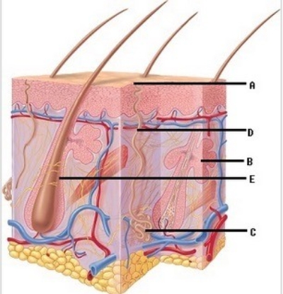 -The diagram illustrates accessory structures of the skin. What does C represent?