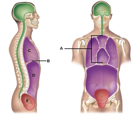 <strong>  Here is a figure showing major body cavities and other structures. What does B represent?</strong> A) Diaphragm B) Mediastinum C) Pelvic cavity D) Thoracic cavity E) Abdominal cavity <div style=padding-top: 35px> 