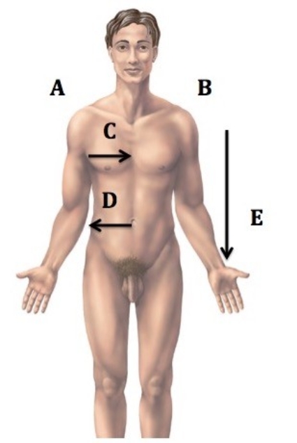 <strong>  Directional terms are important in the study of anatomy. What does A represent?</strong> A) Median B) Right C) Left D) Inferior E) Lateral <div style=padding-top: 35px> 