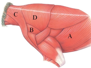 <strong>Identify the muscle labeled A in this figure. </strong> A) acromiotrapezius B) latissimus dorsi C) levator scapulae ventralis D) clavotrapezius
