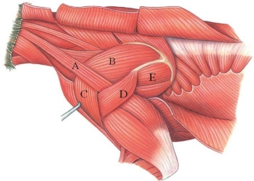 <strong>Which letter is marking the infraspinatus in this figure? </strong> A) A B) B C) C D) D E) E