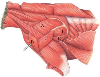 <strong>Which letter is marking the teres major in this figure? </strong> A) A B) B C) C D) D E) E