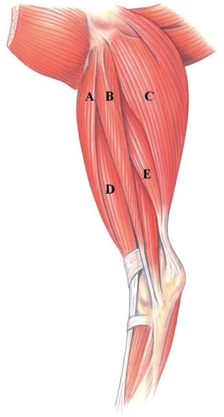 <strong>Identify the fibularis longus in the following figure. </strong> A) A B) B C) C D) D E) E