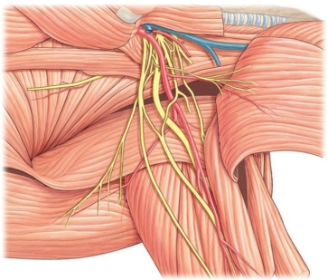 <strong>Which nerve plexus is shown in this figure? </strong> A) brachial plexus B) cervical plexus C) lumbar plexus D) sacral plexus