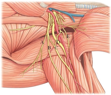 <strong>Identify the radial nerve in the following image. </strong> A) A B) B C) C D) D E) E