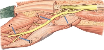 <strong>Identify the common fibular nerve in the following figure. </strong> A) A B) B C) C D) D