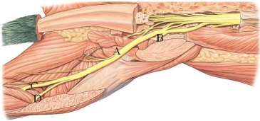 <strong>Identify the sciatic nerve in the following figure. </strong> A) A B) B C) C D) D