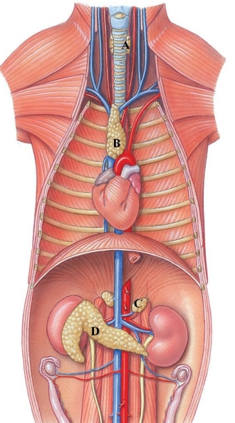 <strong>Identify the adrenal gland in the following figure. </strong> A) A B) B C) C D) D