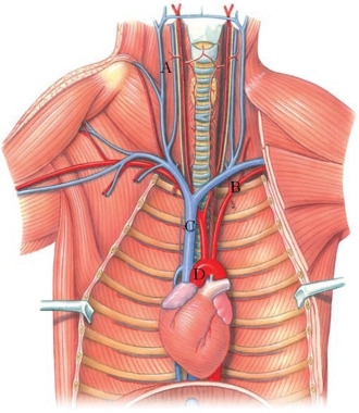 <strong>Identify the aortic arch in the figure. </strong> A) A B) B C) C D) D