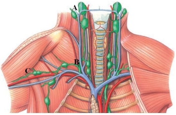 <strong>Identify the cervical lymph nodes in the following figure. </strong> A) A B) B C) C