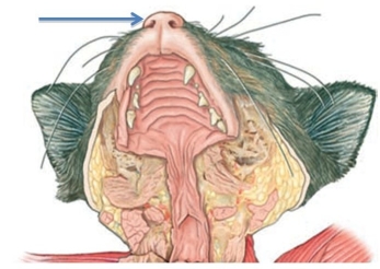 <strong>Identify the structure at the tip of the arrow in the figure shown. </strong> A) nasopharynx B) external nares C) epiglottis D) internal nares