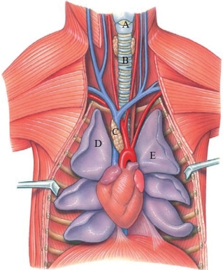 <strong>Identify the trachea in the following figure. </strong> A) A B) B C) C D) D E) E