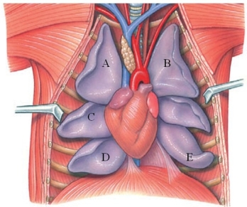 <strong>Identify the anterior lobe of the left lung in the figure shown. </strong> A) A B) B C) C D) D E) E