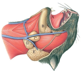 <strong>Identify the parotid gland in the figure. </strong> A) A B) B C) C D) D E) E