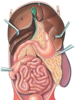 <strong>Identify the small intestine in the figure. </strong> A) A B) B C) C D) D E) E