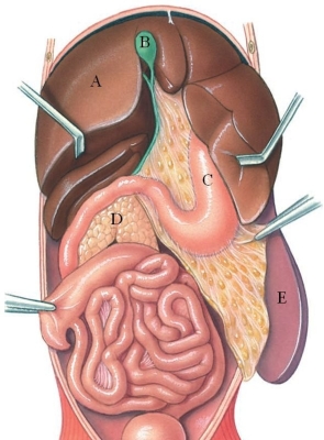 <strong>Identify the pancreas in the following figure. </strong> A) A B) B C) C D) D E) E
