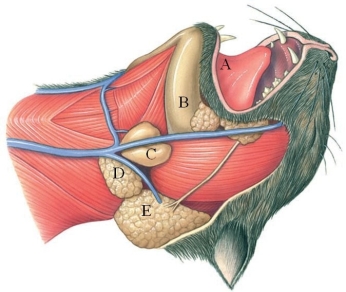 <strong>Identify the submandibular gland in the figure. </strong> A) A B) B C) C D) D E) E