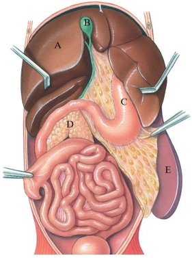 <strong>Identify the gallbladder in the following figure. </strong> A) A B) B C) C D) D E) E