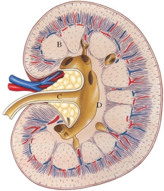 Identify the renal pelvis in the following figure.  