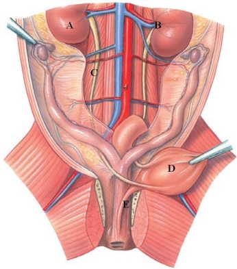 Identify the ureters in the following figure.