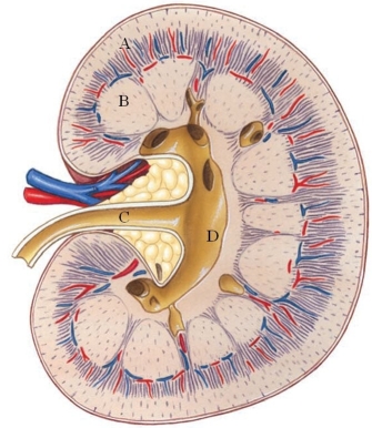 Identify the renal cortex in the following figure.