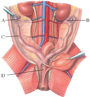 <strong>Identify the vagina in the following figure. </strong> A) A B) B C) C D) D