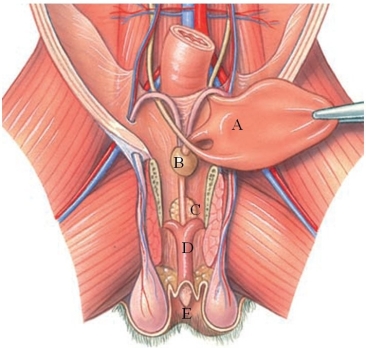 <strong>Identify the scrotum in the following figure. </strong> A) A B) B C) C D) D E) E