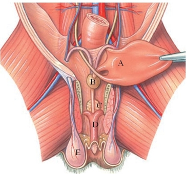 <strong>Identify the bulbourethral gland in the following figure. </strong> A) A B) B C) C D) D E) E