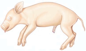 <strong>Which term refers to the ventral surface of a four-legged animal? </strong> A) cephalic B) inferior C) caudal D) superior