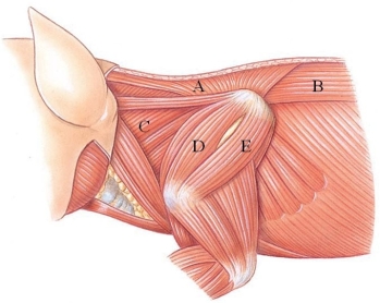 <strong>Identify the longissimus dorsi in the following figure. </strong> A) A B) B C) C D) D E) E