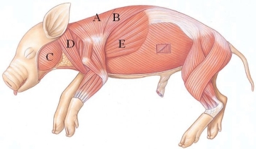 <strong>Identify the spinotrapezius in the following figure. </strong> A) A B) B C) C D) D E) E