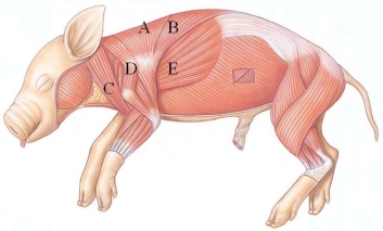<strong>Identify the brachiocephalic in the following figure. </strong> A) A B) B C) C D) D E) E
