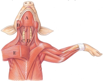<strong>Identify the masseter in the following figure. </strong> A) A B) B C) C D) D E) E
