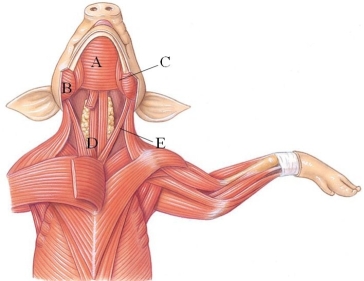 <strong>Identify the sternomastoid muscle in the following figure. </strong> A) A B) B C) C D) D E) E