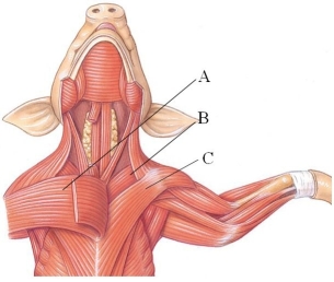 <strong>Identify the anterior deep pectoral in the following figure. </strong> A) A B) B C) C