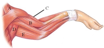 <strong>Identify the brachialis in the following figure. </strong> A) A B) B C) C D) D E) E