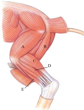 <strong>Identify the gastrocnemius in the following figure. </strong> A) A B) B C) C D) D E) E