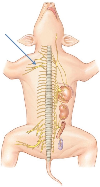<strong>Identify the nerve plexus at the tip of the arrow in the following figure. </strong> A) cervical plexus B) brachial plexus C) lumbar plexus D) sacral plexus