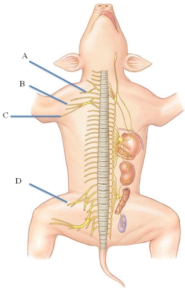<strong>Identify the radial nerve in the following figure. </strong> A) A B) B C) C D) D