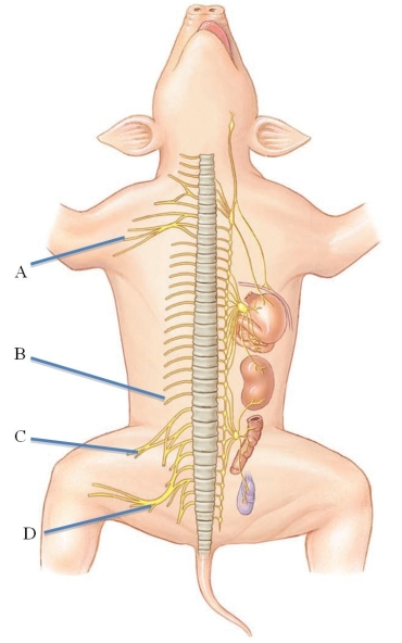<strong>Identify the sciatic nerve in the following figure. </strong> A) A B) B C) C D) D