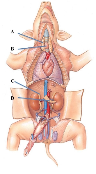 <strong>Identify the gland that produces mineralcorticoids, glucocorticoids, androgens, and norepinephrine. </strong> A) A B) B C) C D) D
