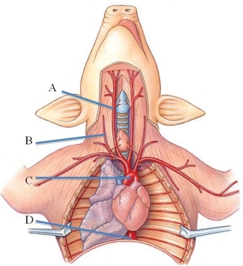 <strong>Identify the aortic arch in the following figure. </strong> A) A B) B C) C D) D